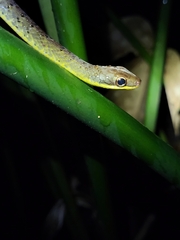 Dendrophidion percarinatum