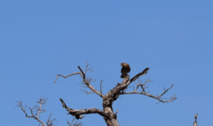 Buteogallus meridionalis