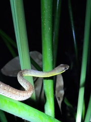 Dendrophidion percarinatum