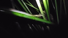 Dendrophidion percarinatum