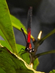 Hetaerina miniata
