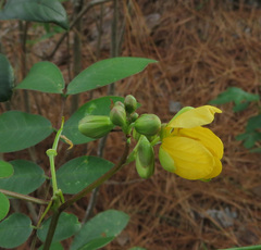 Senna occidentalis