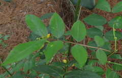 Senna occidentalis
