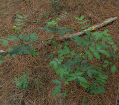 Senna occidentalis
