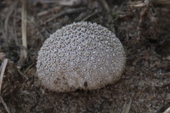 Lycoperdon curtisii
