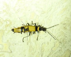 Chauliognathus imperialis