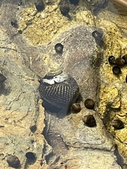 Trochoidea