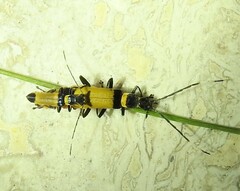 Chauliognathus imperialis