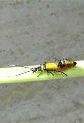 Chauliognathus imperialis