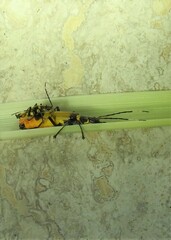 Chauliognathus imperialis