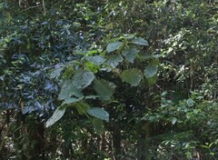 Dendrocnide excelsa