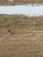 Anas crecca carolinensis