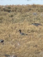 Anas crecca carolinensis