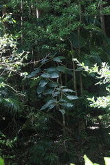 Dendrocnide excelsa