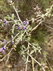 Psoralea hirta