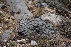 Eriogonum caespitosum