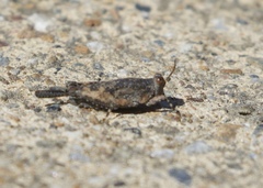 Paratettix cucullatus