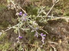 Psoralea hirta