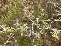 Psoralea hirta