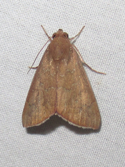 Anomis illita