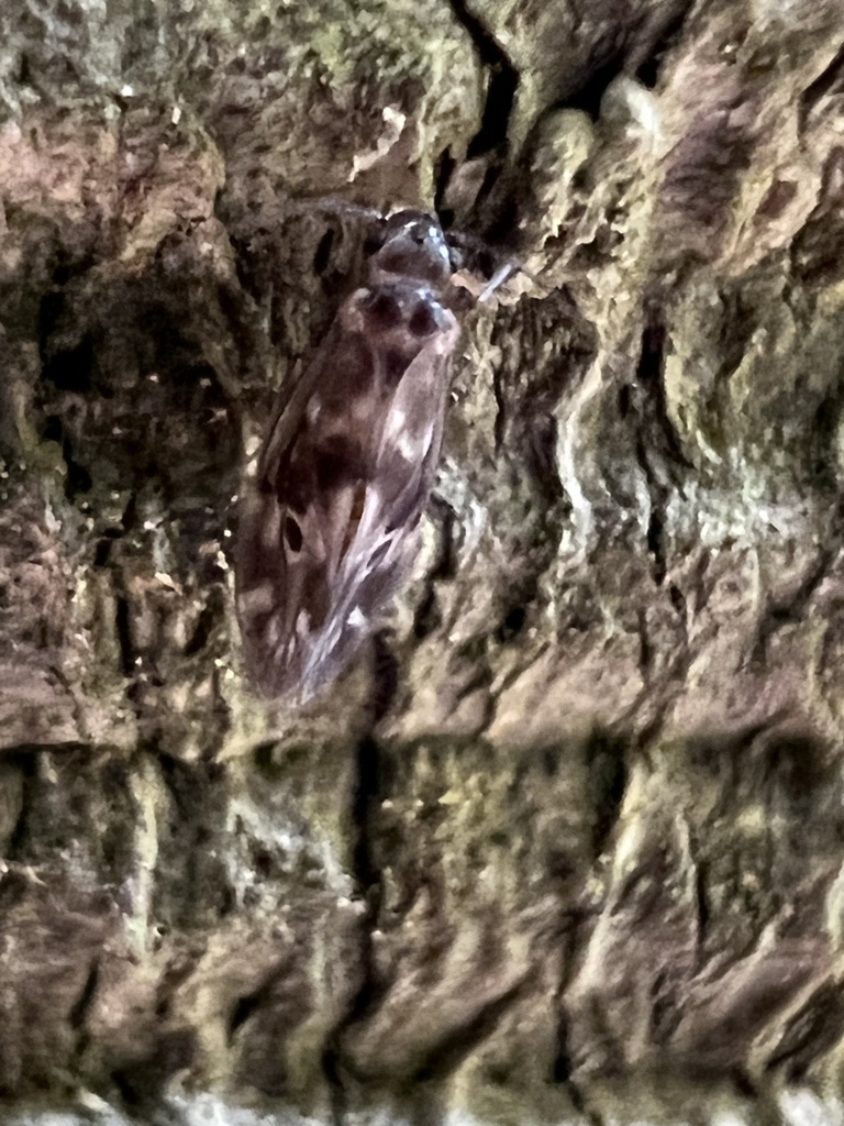 Peripsocus subfasciatus