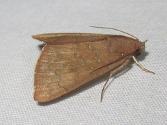 Anomis illita