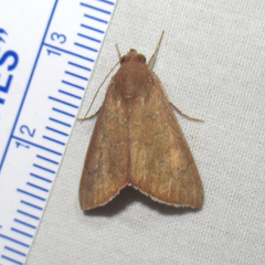 Anomis illita