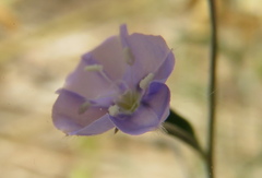 Evolvulus arizonicus