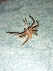 Sparassidae
