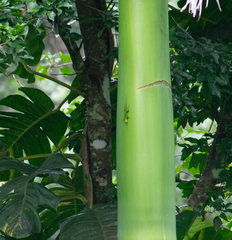 Anolis evermanni