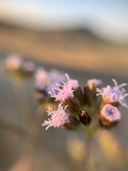 Eupatorieae