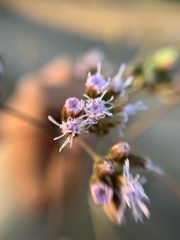 Eupatorieae