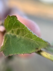 Eupatorieae