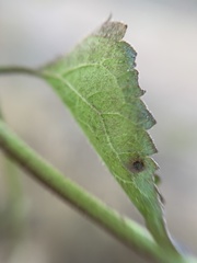 Eupatorieae