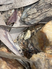 Habronestes hunti