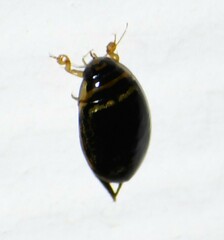 Thermonectus basillaris basillaris