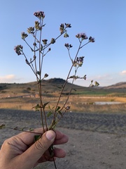 Eupatorieae