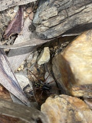 Habronestes hunti