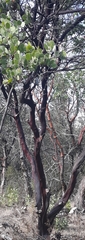 Arctostaphylos manzanita