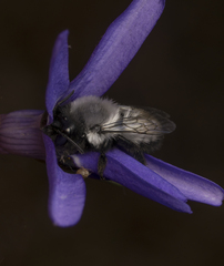 Megachile saulcyi