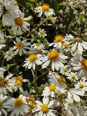 Montanoa grandiflora