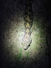 Thecadactylus rapicauda