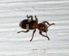 Enoclerus quadrisignatus