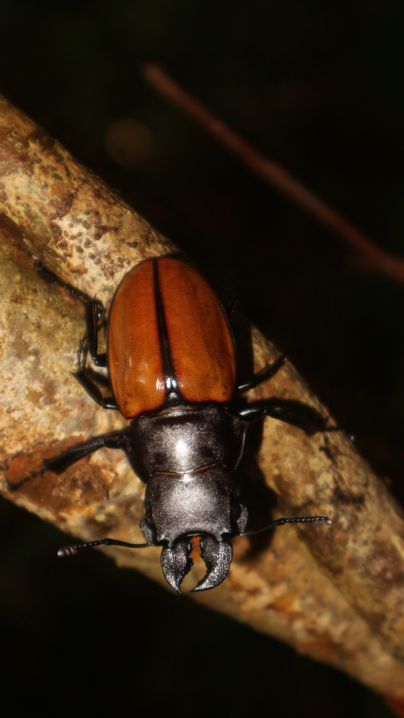 Odontolabis gazella