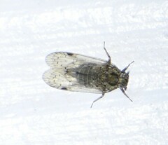 Melanoliarus acicus