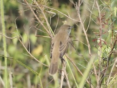 Acrocephalus orientalis