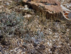 Eriogonum kingii