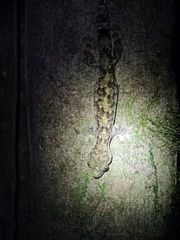 Thecadactylus rapicauda