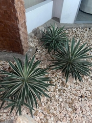 Agave angustifolia