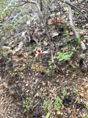 Caladenia tessellata